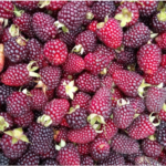 la-fruta-que-fortifica-los-huesos-promueve-la-produccion-de-colageno-y-combate-dolores-musculares