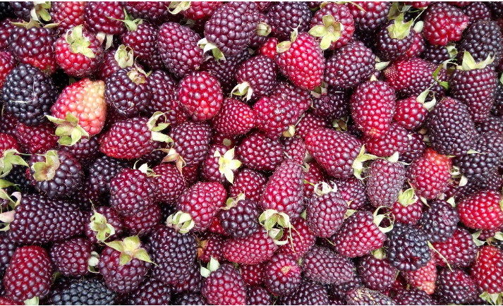 la-fruta-que-fortifica-los-huesos-promueve-la-produccion-de-colageno-y-combate-dolores-musculares
